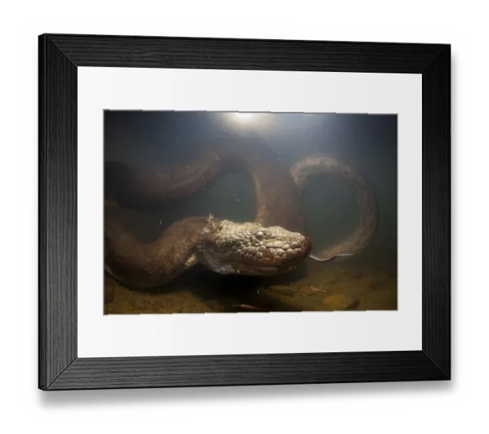 Framed Print : Green anaconda (Eunectes murinus) underwater, flicking tongue, Formoso River, Bonito