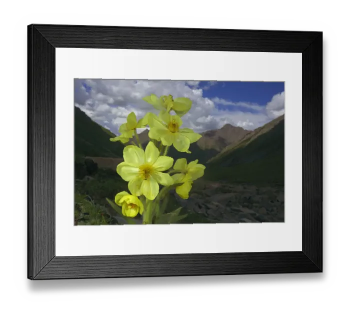 Framed Print : Yellow poppywort (Meconopsis integrifolia) flowering, Qinghai-Tibet Plateau, Shiqu County