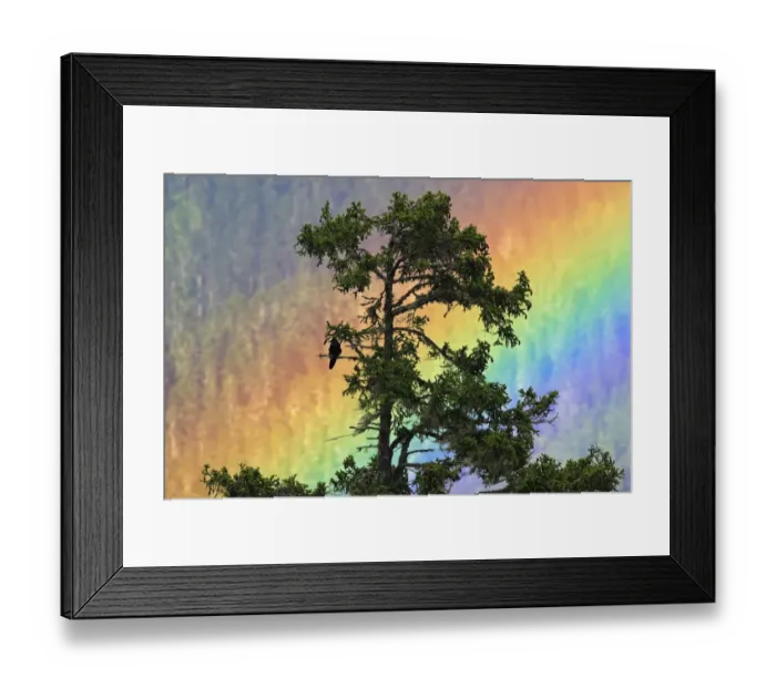 Framed Print : Jungle Crow (Corvus macrorhynchos) perched on tree branch with rainbow, Shejila mountain Framed Print : Jungle Crow (Corvus macrorhynchos) perched on tree branch with rainbow, Shejila mountain