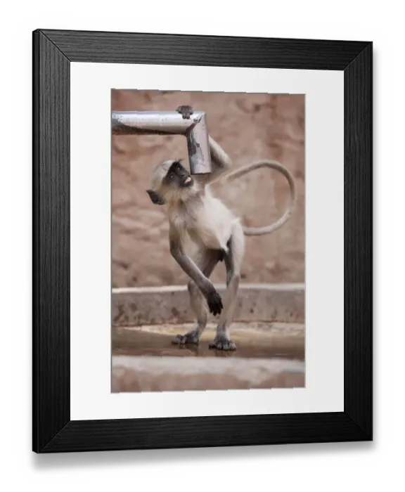 Framed Print : Hanuman langur / Northern Plains Grey Langur (Semnopithecus entellus) drinking Framed Print : Hanuman langur / Northern Plains Grey Langur (Semnopithecus entellus) drinking
