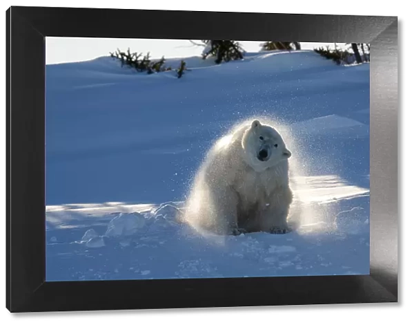 Polar bear (Ursus maritimus) female coming out the den and shaking off snow. Wapusk National Park