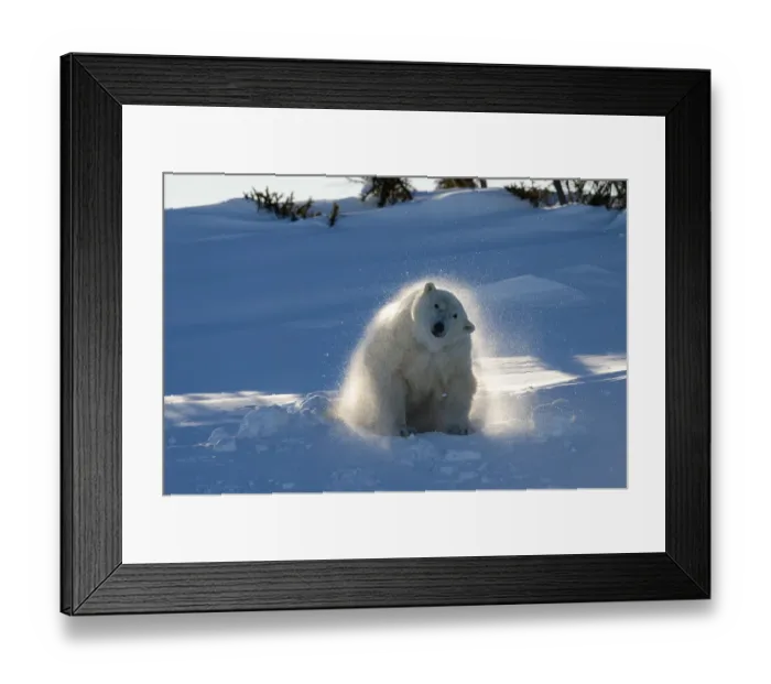 Framed Print : Polar bear (Ursus maritimus) female coming out the den and shaking off snow. Wapusk National Park Framed Print : Polar bear (Ursus maritimus) female coming out the den and shaking off snow. Wapusk National Park