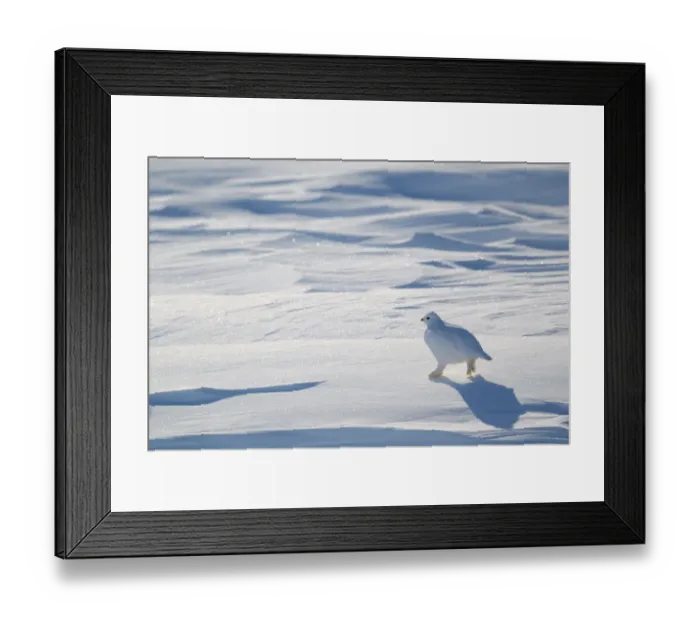 Framed Print : Willow grouse / Willow Ptarmigan (Lagopus lagopus) in winter plumage. Wapusk National Park Framed Print : Willow grouse / Willow Ptarmigan (Lagopus lagopus) in winter plumage. Wapusk National Park