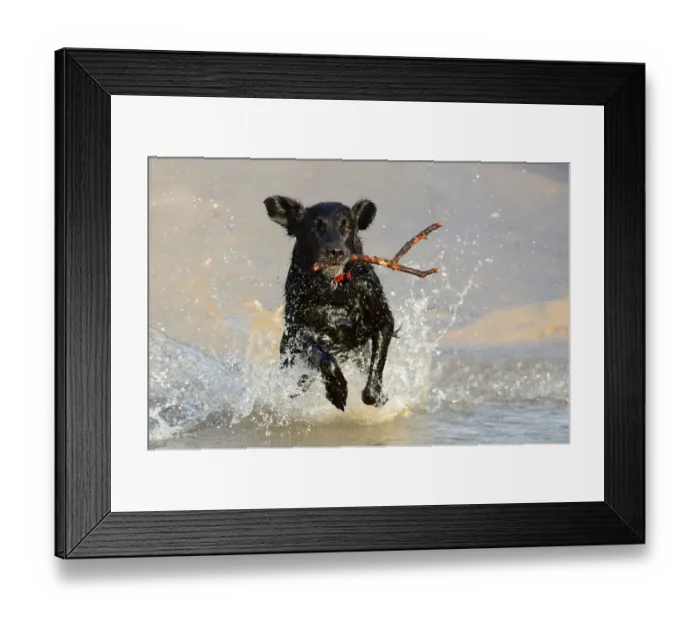 Framed Print : Black flat-coated retriever dog splashing in water and retrieving stick (Canis familiaris) Framed Print : Black flat-coated retriever dog splashing in water and retrieving stick (Canis familiaris)