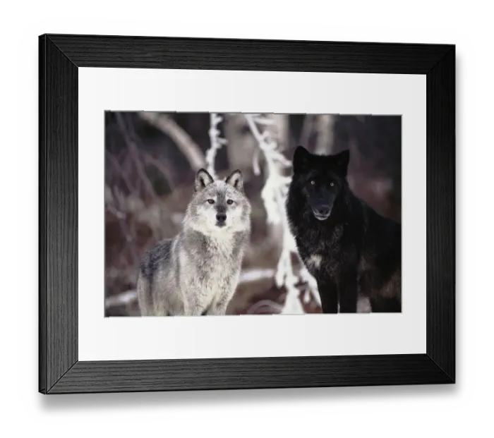 Framed Print : Grey wolves showing fur colour variation. (Canis lupus) Framed Print : Grey wolves showing fur colour variation. (Canis lupus)