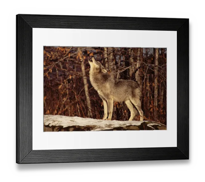 Framed Print : Grey wolf howling, USA Framed Print : Grey wolf howling, USA