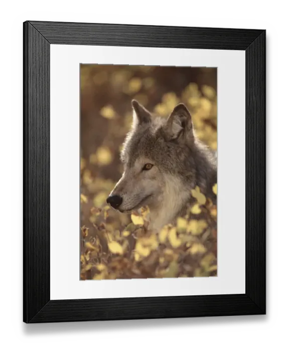 Framed Print : Portrait of grey wolf, USA Framed Print : Portrait of grey wolf, USA