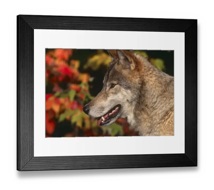 Framed Print : Grey wolf {Canis lupus} head profile, captive, Montana, USA