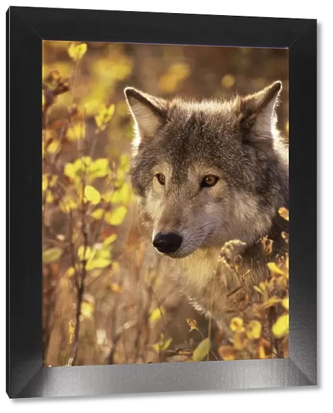 Head portrait of Grey wolf (Canis lupus) captive