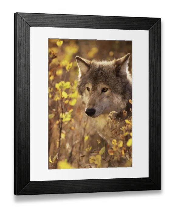 Framed Print : Head portrait of Grey wolf (Canis lupus) captive Framed Print : Head portrait of Grey wolf (Canis lupus) captive