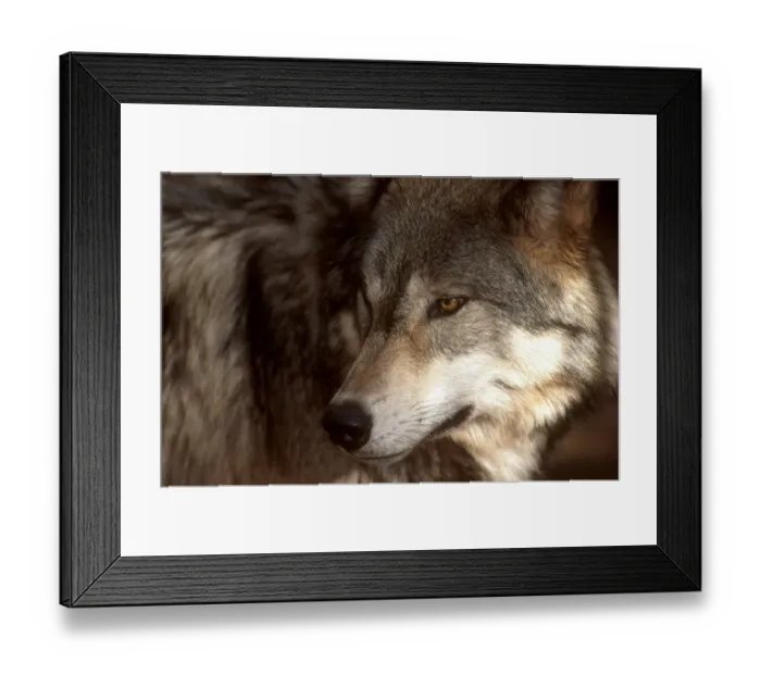 Framed Print : Grey wolf, USA