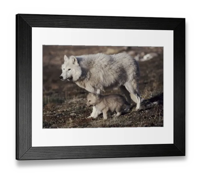 Framed Print : Grey wolf (arctic form) with pup near den, Ellesmere Island, Canada Framed Print : Grey wolf (arctic form) with pup near den, Ellesmere Island, Canada