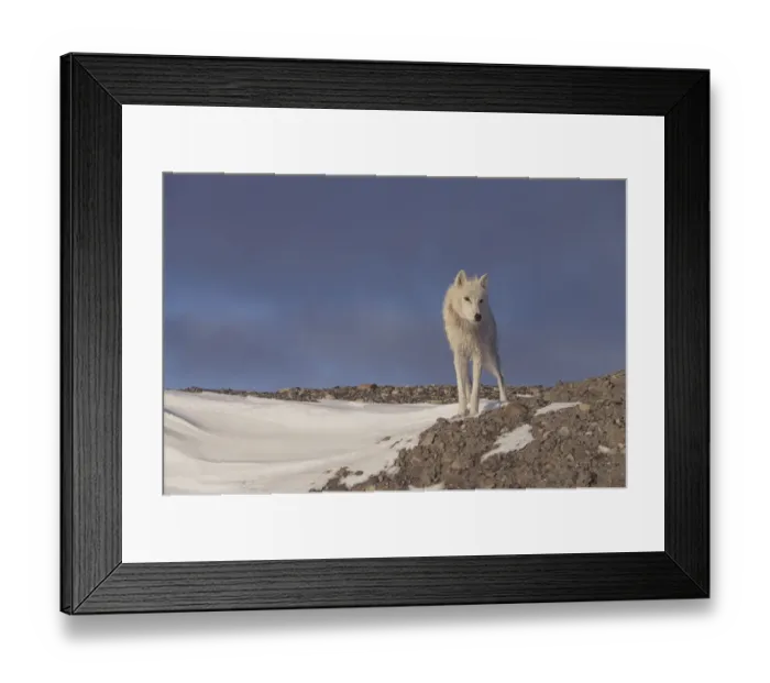 Framed Print : Grey wolf (white arctic form) Ellesmere Island, Canada Framed Print : Grey wolf (white arctic form) Ellesmere Island, Canada