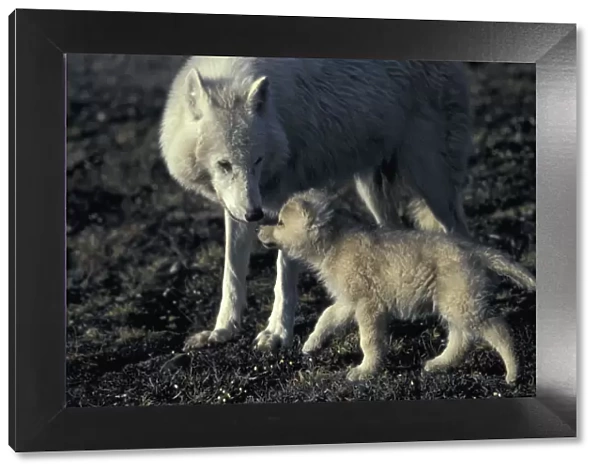 Grey wolf white Arctic form wild (Canis lupus) pup begging for food from mother