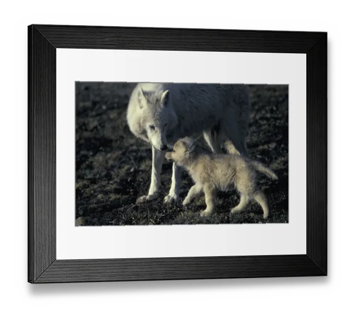 Framed Print : Grey wolf white Arctic form wild (Canis lupus) pup begging for food from mother Framed Print : Grey wolf white Arctic form wild (Canis lupus) pup begging for food from mother