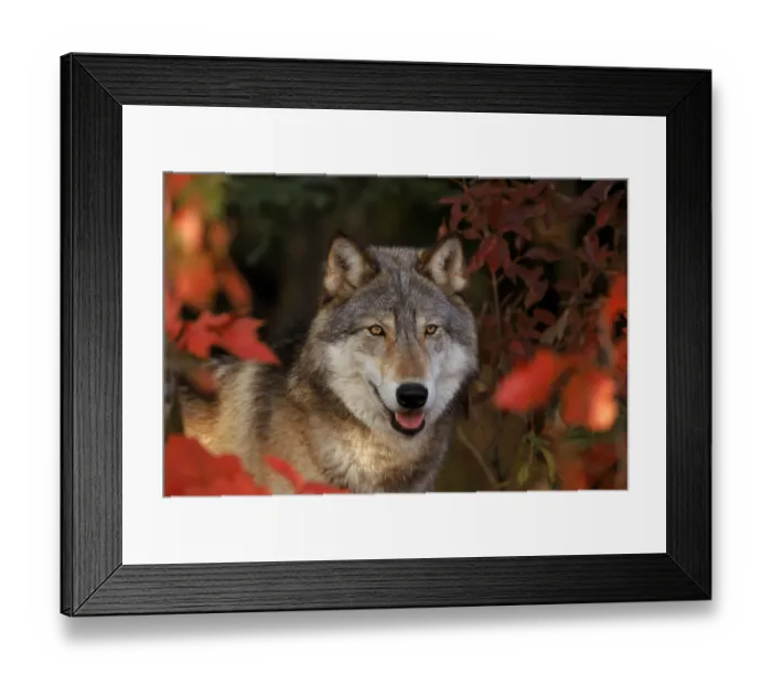 Framed Print : Grey wolf portrait, Minnesota, USA. Captive Framed Print : Grey wolf portrait, Minnesota, USA. Captive
