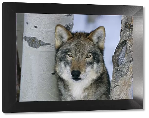 Grey wolf head portrait {Canis lupus} US Captive