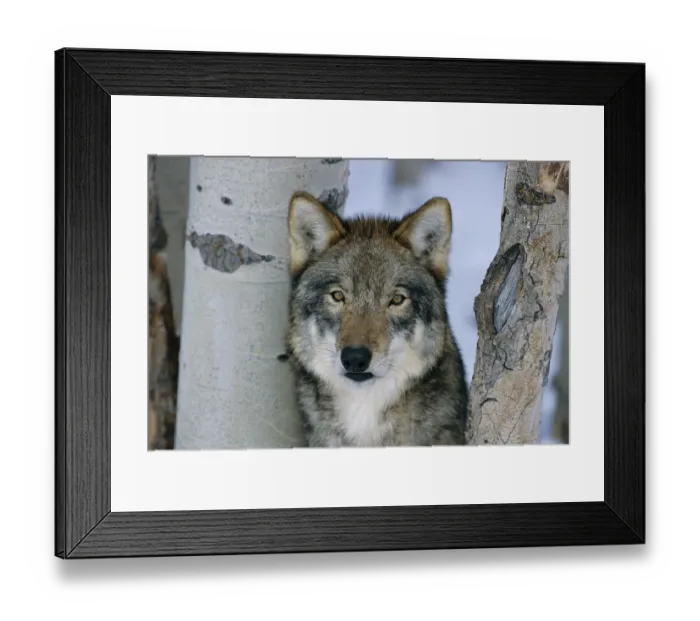 Framed Print : Grey wolf head portrait {Canis lupus} US Captive Framed Print : Grey wolf head portrait {Canis lupus} US Captive