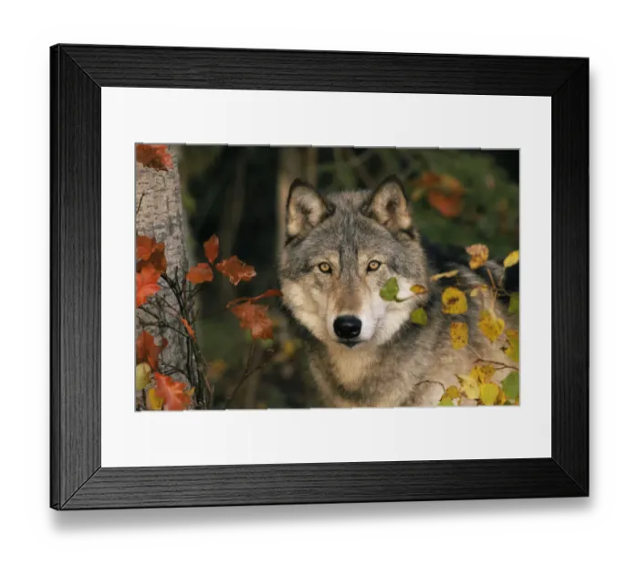Framed Print : Grey wolf portrait {Canis lupus} USA captive Framed Print : Grey wolf portrait {Canis lupus} USA captive