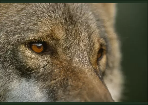 Grey wolf female head portrait, Carpathian mtns, Romania, captive