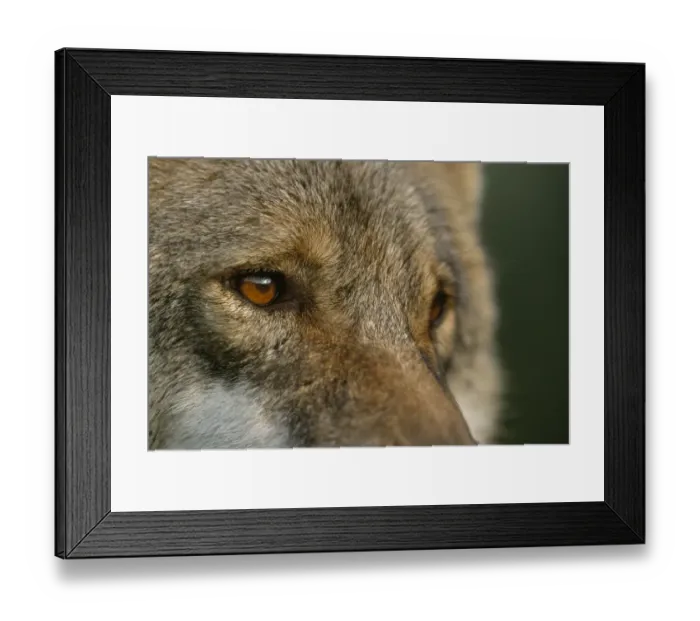 Framed Print : Grey wolf female head portrait, Carpathian mtns, Romania, captive Framed Print : Grey wolf female head portrait, Carpathian mtns, Romania, captive