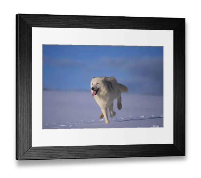 Framed Print : Arctic wolf running in snow {Canis lupus arctos} captive USA Framed Print : Arctic wolf running in snow {Canis lupus arctos} captive USA
