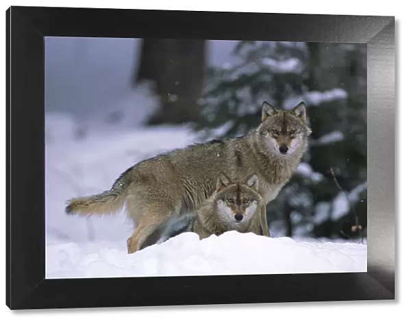 European grey wolves {Canis lupus} in snow, Bayerischer wald NP, Germany, captive