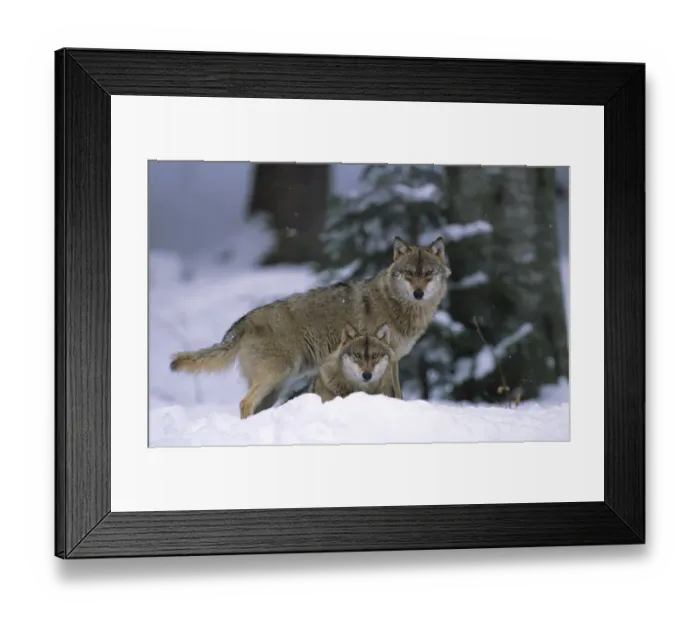Framed Print : European grey wolves {Canis lupus} in snow, Bayerischer wald NP, Germany, captive Framed Print : European grey wolves {Canis lupus} in snow, Bayerischer wald NP, Germany, captive