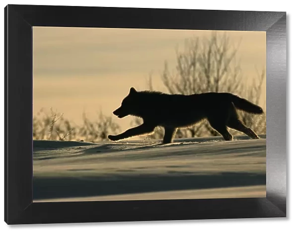 Grey wolf running silhouetted {Canis lupus} Toropets, Russia