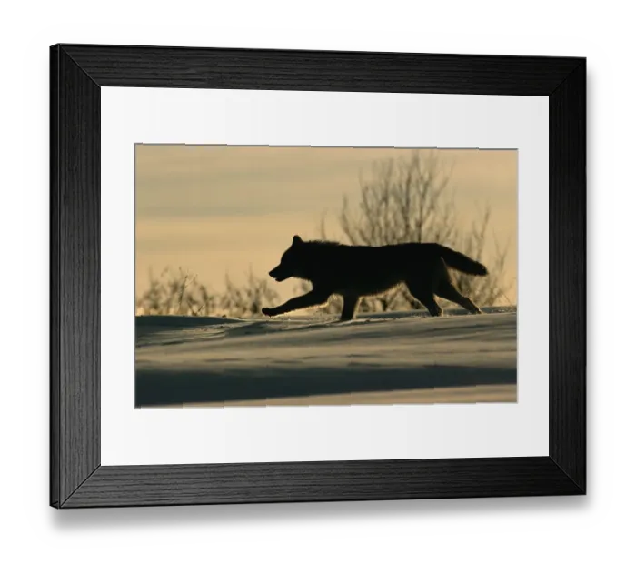 Framed Print : Grey wolf running silhouetted {Canis lupus} Toropets, Russia Framed Print : Grey wolf running silhouetted {Canis lupus} Toropets, Russia