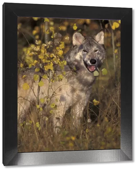 Grey wolf portrait {Canis lupus} captive USA