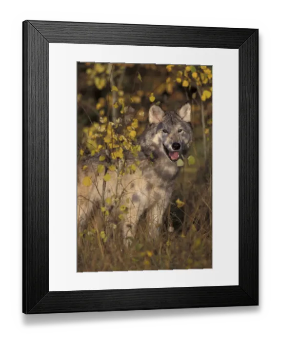 Framed Print : Grey wolf portrait {Canis lupus} captive USA Framed Print : Grey wolf portrait {Canis lupus} captive USA