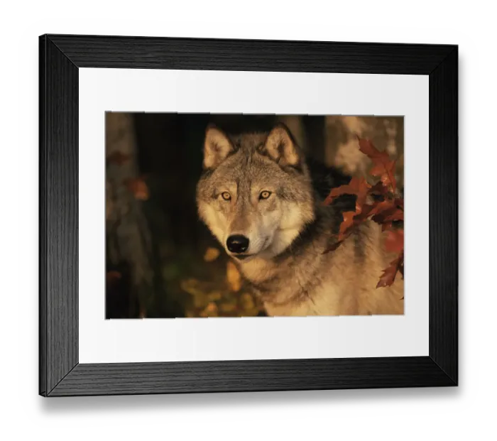 Framed Print : Grey wolf portrait {Canis lupus} captive, USA Framed Print : Grey wolf portrait {Canis lupus} captive, USA