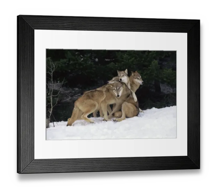 Framed Print : Grey wolves playing in snow {Canis lupus} captive, USA Framed Print : Grey wolves playing in snow {Canis lupus} captive, USA