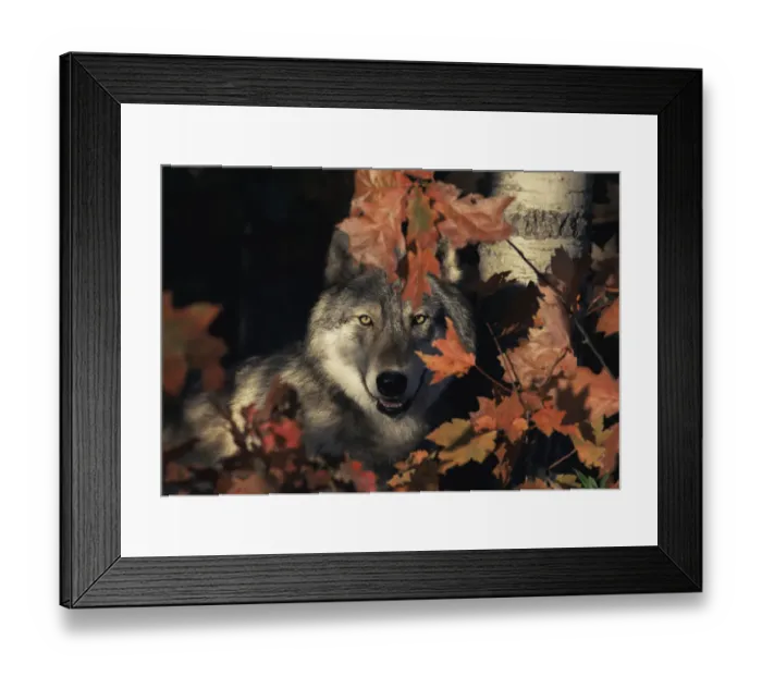 Framed Print : Grey wolf portrait with autumn leaves {Canis lupus} captive, USA Framed Print : Grey wolf portrait with autumn leaves {Canis lupus} captive, USA