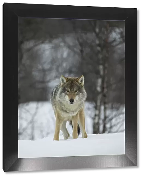 European wolf (Canis lupis) in boreal birch forest in winter, Nord-Trondelag, Norway