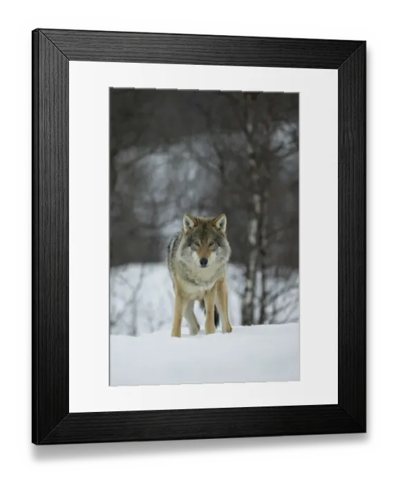 Framed Print : European wolf (Canis lupis) in boreal birch forest in winter, Nord-Trondelag, Norway Framed Print : European wolf (Canis lupis) in boreal birch forest in winter, Nord-Trondelag, Norway