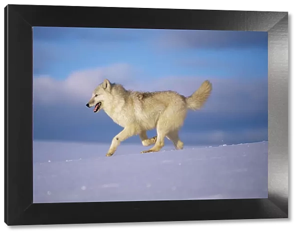 Arctic grey wolf {Canis lupus arctos} running through snow, USA. captive