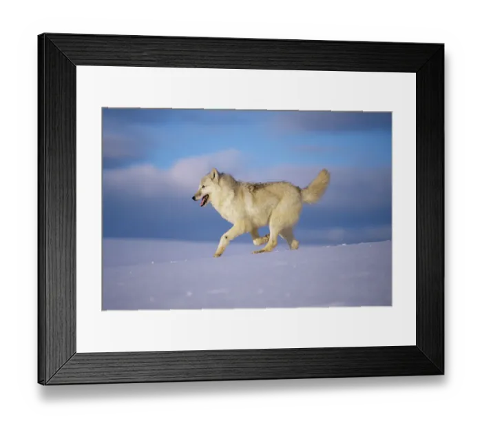 Framed Print : Arctic grey wolf {Canis lupus arctos} running through snow, USA. captive Framed Print : Arctic grey wolf {Canis lupus arctos} running through snow, USA. captive