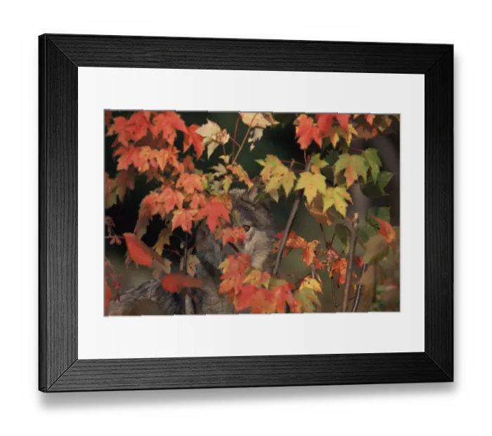 Framed Print : Grey wolf portrait hidden behind autumn leaves {Canis lupus} captive, USA Framed Print : Grey wolf portrait hidden behind autumn leaves {Canis lupus} captive, USA