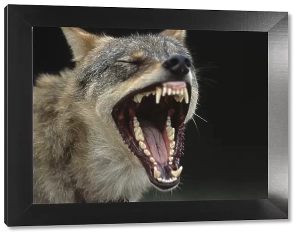 European Grey Wolf male yawning {Canis lupus} captive, Transsylvania, Romania