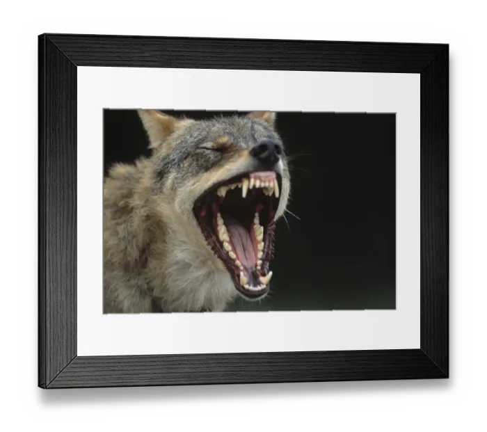 Framed Print : European Grey Wolf male yawning {Canis lupus} captive, Transsylvania, Romania Framed Print : European Grey Wolf male yawning {Canis lupus} captive, Transsylvania, Romania