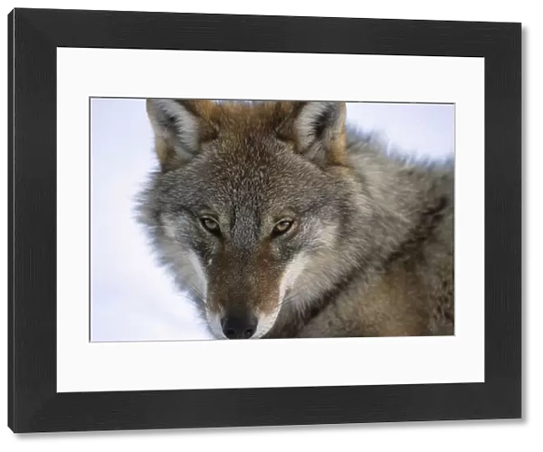 European Grey Wolf portrait {Canis lupus} Russia