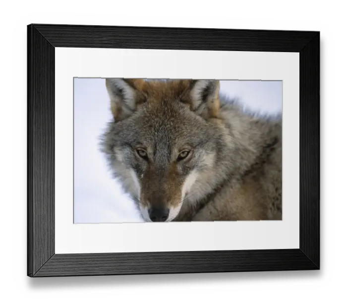 Framed Print : European Grey Wolf portrait {Canis lupus} Russia Framed Print : European Grey Wolf portrait {Canis lupus} Russia