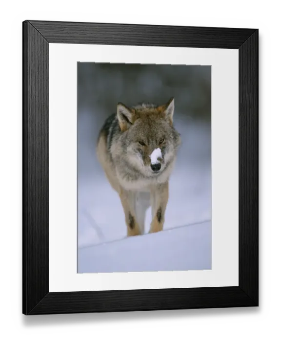 Framed Print : European grey wolf {Canis Lupus} released into wild, Russia Framed Print : European grey wolf {Canis Lupus} released into wild, Russia