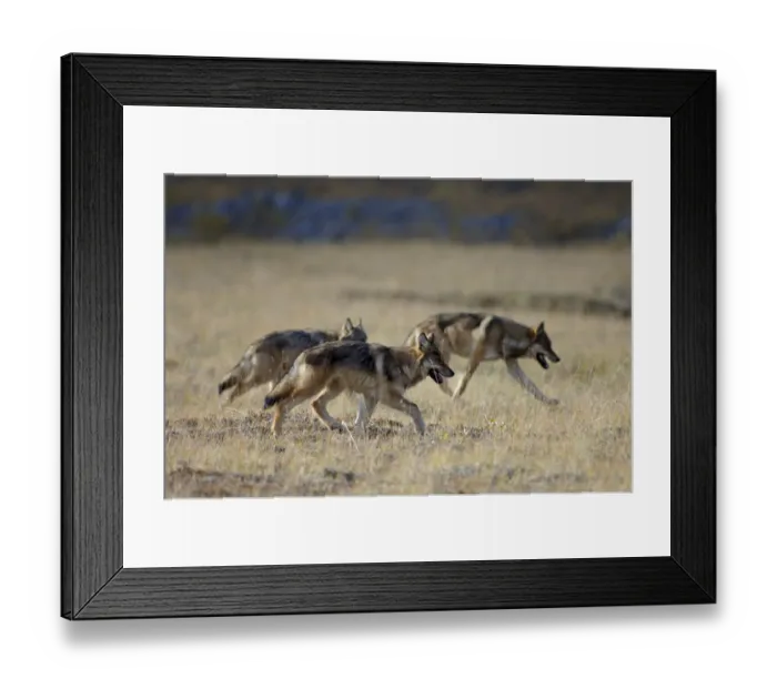 Framed Print : Group of wild Grey wolves {Canis lupus} Denali National Park, Alaska, USA Framed Print : Group of wild Grey wolves {Canis lupus} Denali National Park, Alaska, USA
