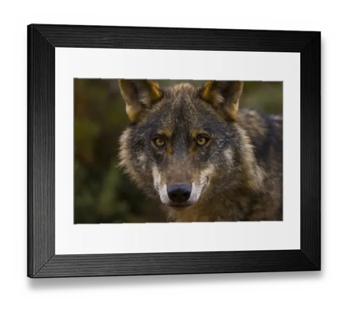 Framed Print : Iberian wolf (Canis lupus signatus) captive, Spain
