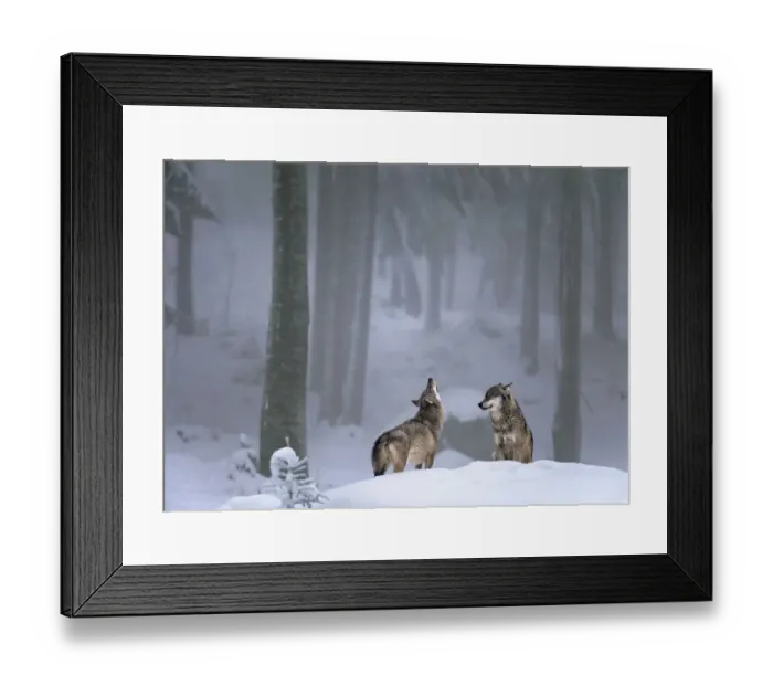 Framed Print : Two European Grey wolves (Canis lupus) one howling, in snow, captive, Bayerisch National Park