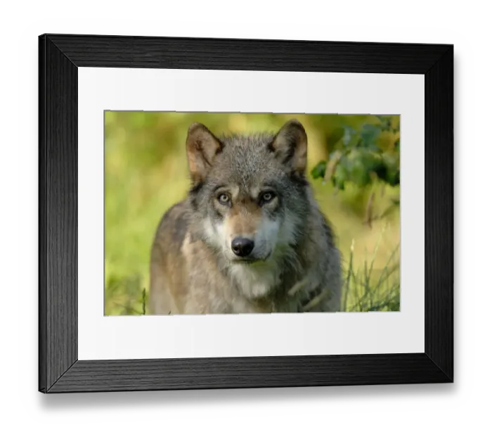 Framed Print : Grey wolf (Canis lupus), captive France captive, France Framed Print : Grey wolf (Canis lupus), captive France captive, France