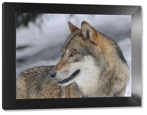 Grey wolf (Canis lupus) portrait, captive, Bayerischer Wald  /  Bavarian Forest National Park